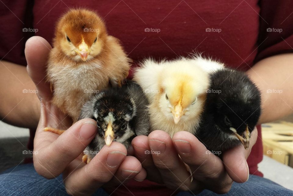 Fluffy chicks