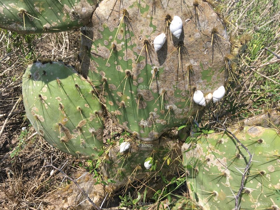 Cactus snails