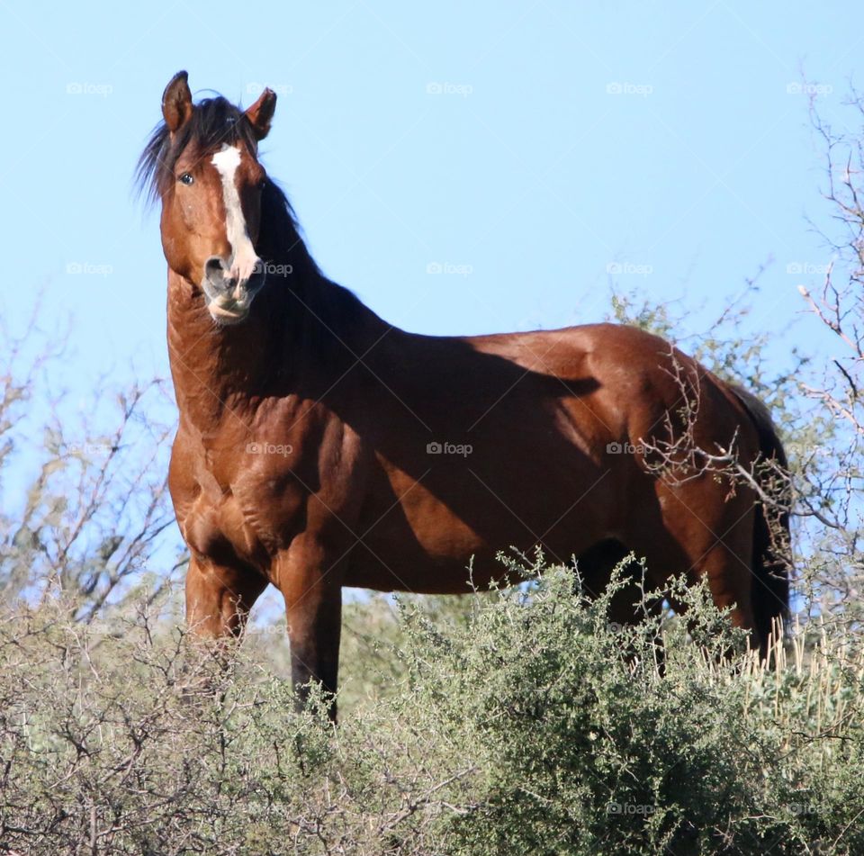 Wild Stallion at Top of Ridge