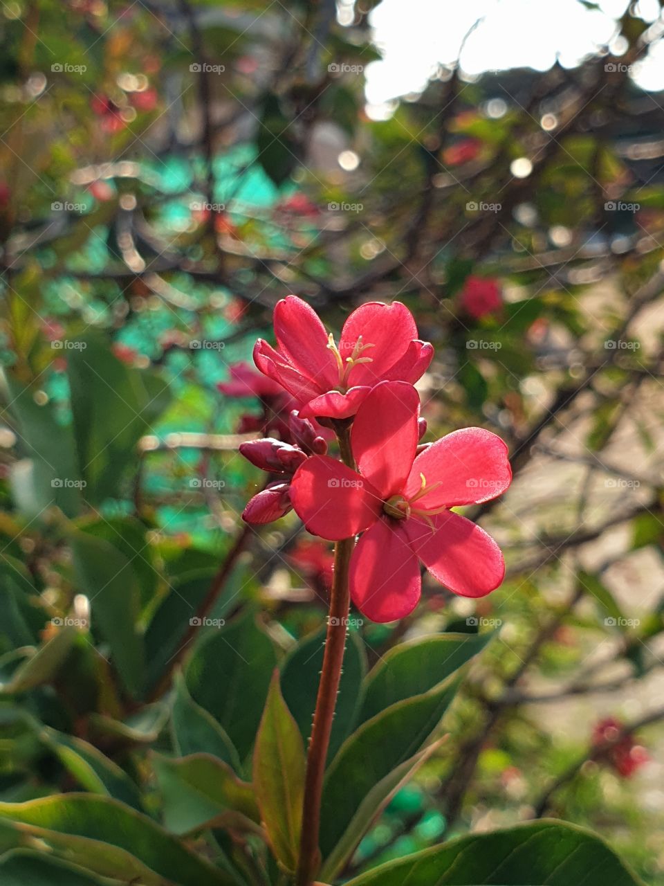 the beautiful flowers