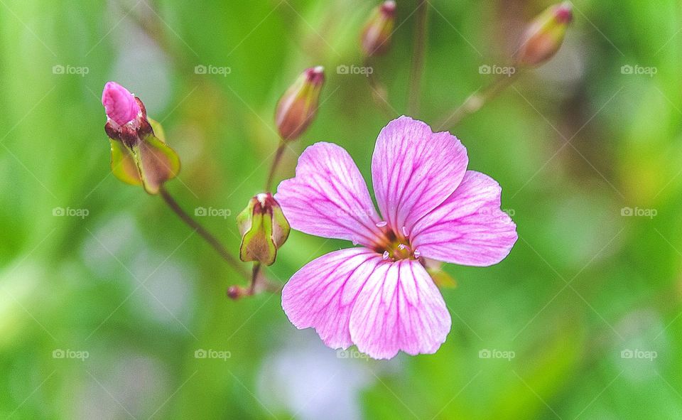 Pink flower