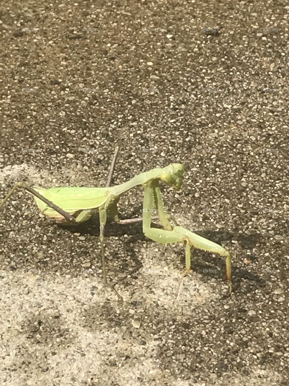 Preying mantis 