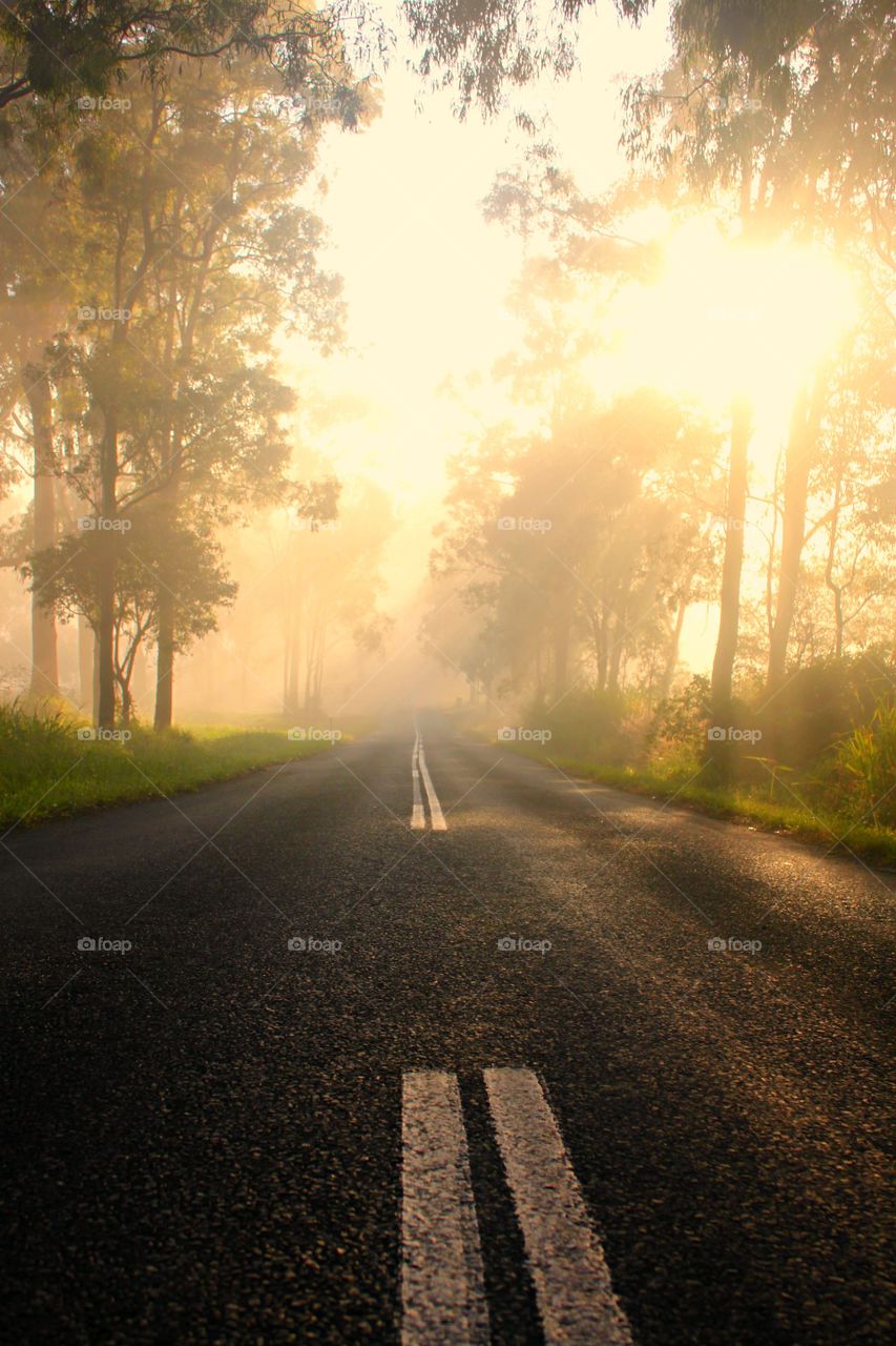 View of road disappearing in morning fog