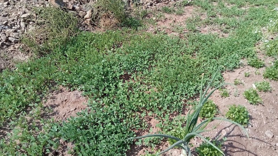 plantation in farm