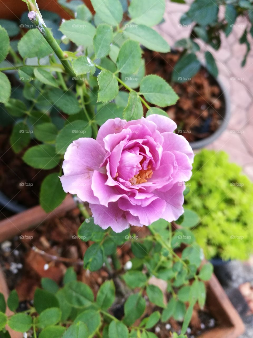 beautiful violet rose in garden
