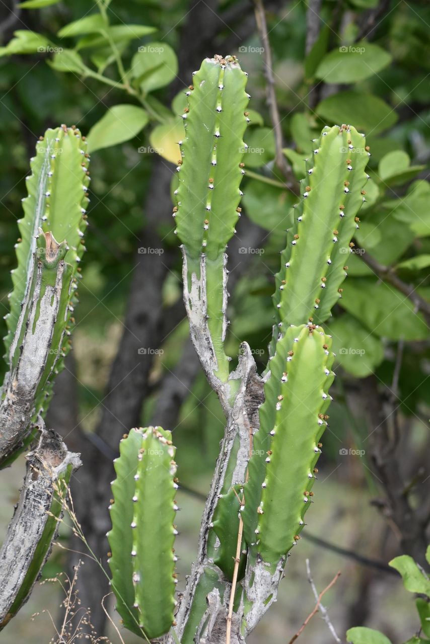 Cereus jamacaru, known as mandacaru or cardeiro,It often grows up to 6 metres high. A thorn-less kind is used for animal feed. The most common kind is highly thorny but is also used for animal feed, after burning or cutting off the thorns.