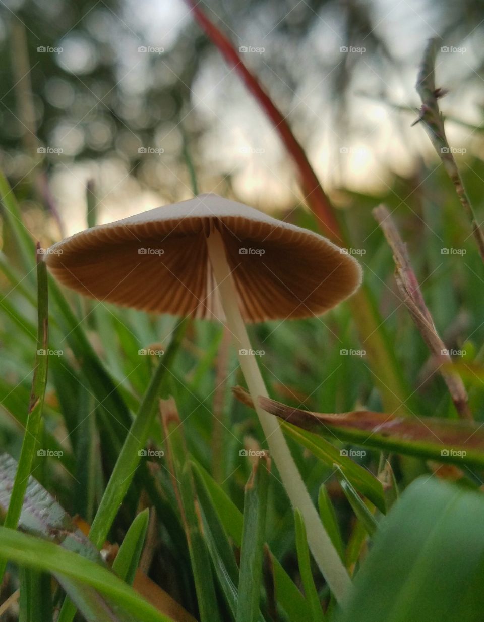 the magic of small things you find in the garden.  A mushroom peeking out of the grass.