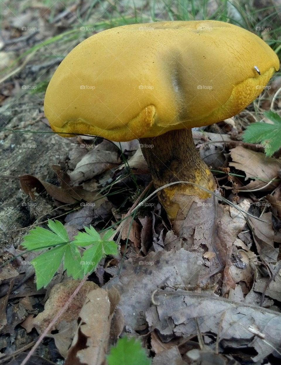 yellow mushroom