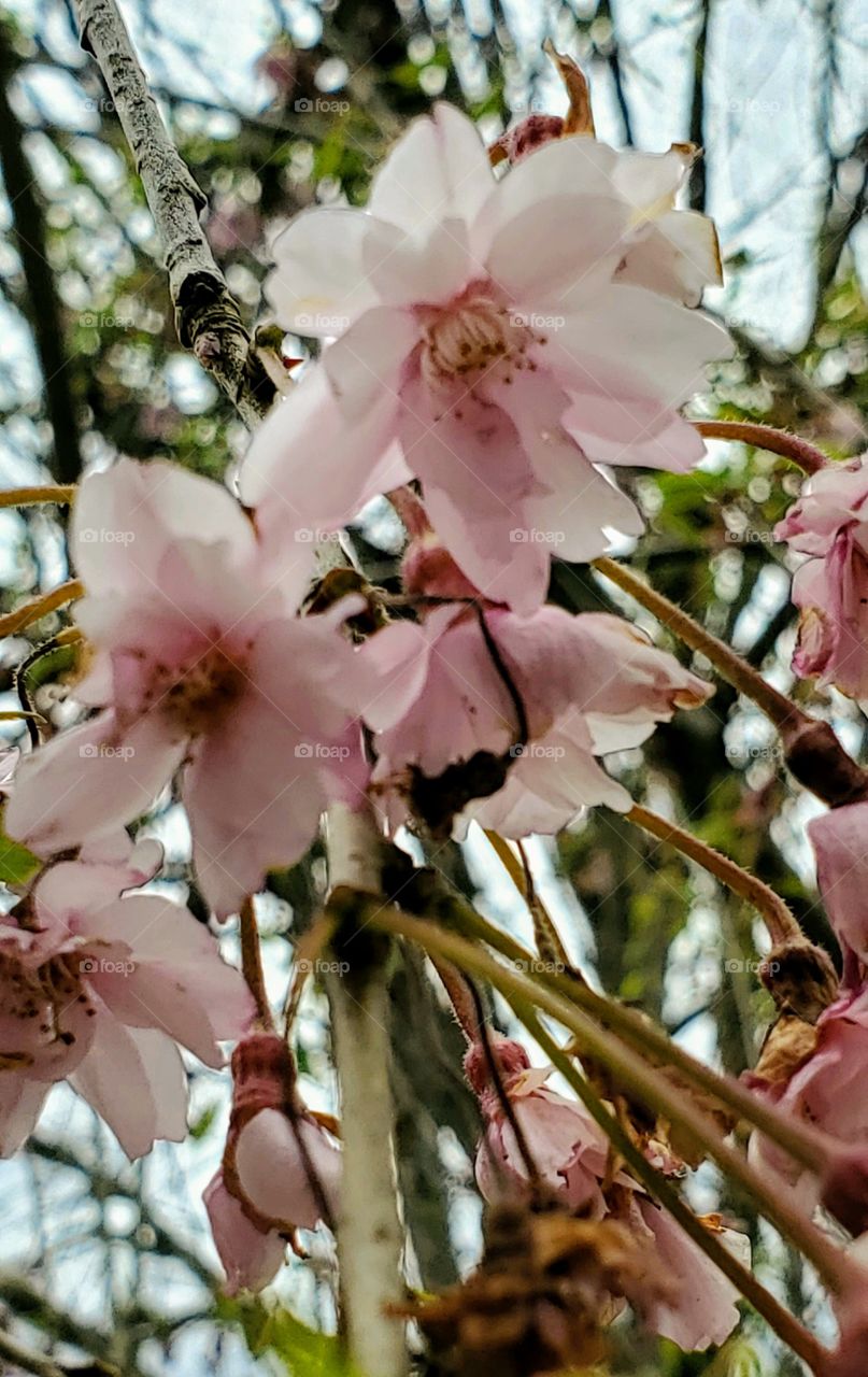 Cherry tree blooms in springtime. Closeup of Cherry Tree blooms, soft pink in color.🌸🌸🌸