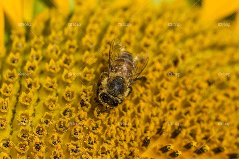 Bee gathering pollen on a sunflower early in the morning