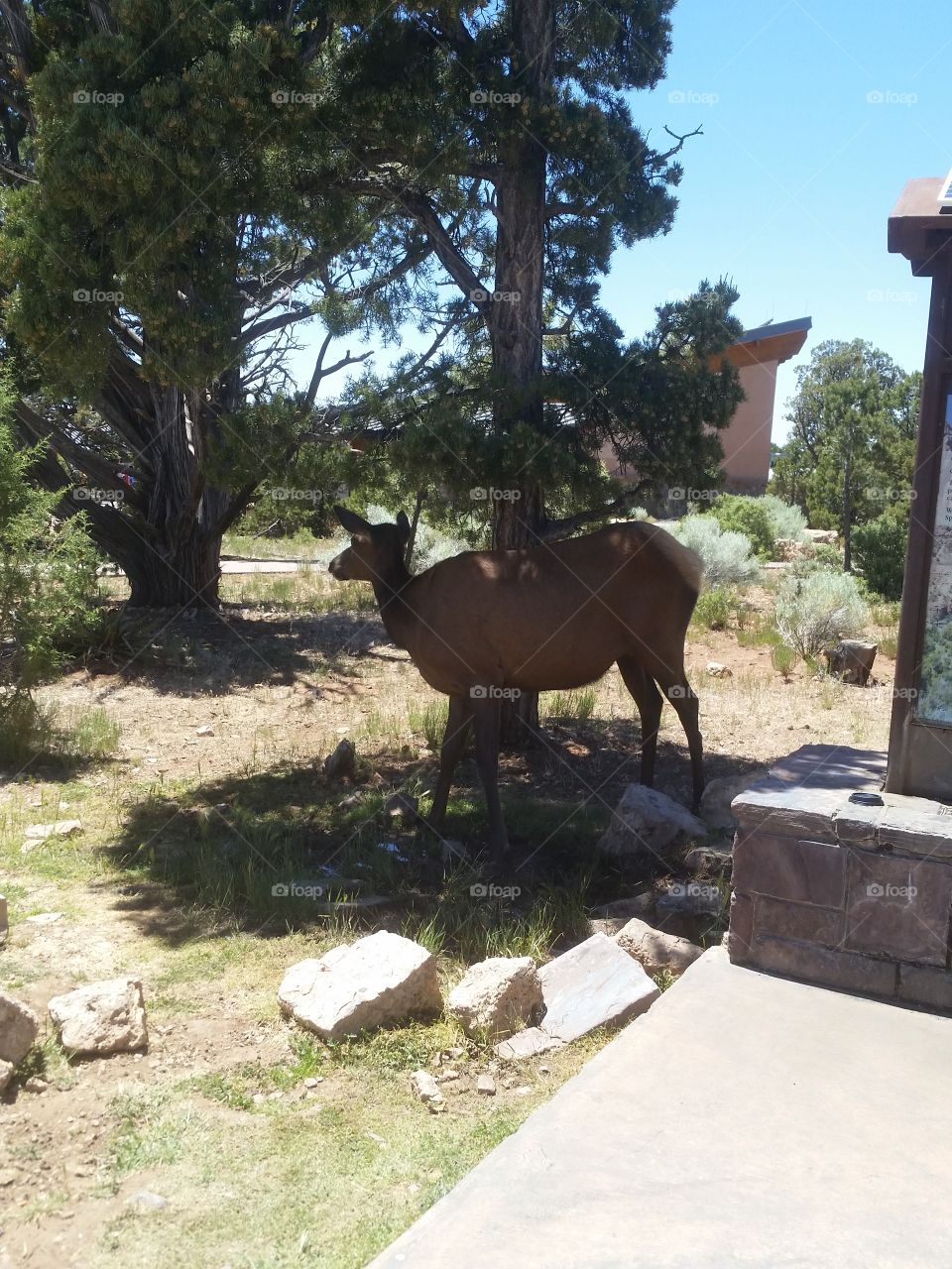 The elk was checking out the shade Grand Canyon