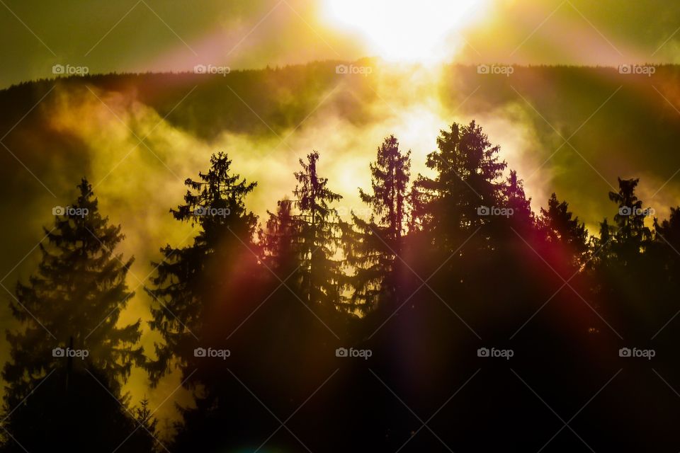 Sunrise on a foggy morning in the Harz National Park. Lower Saxony. Germany 