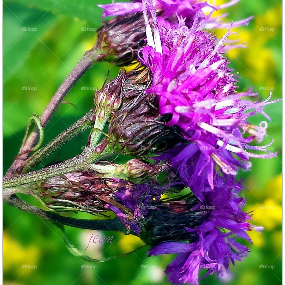 purple wildflower