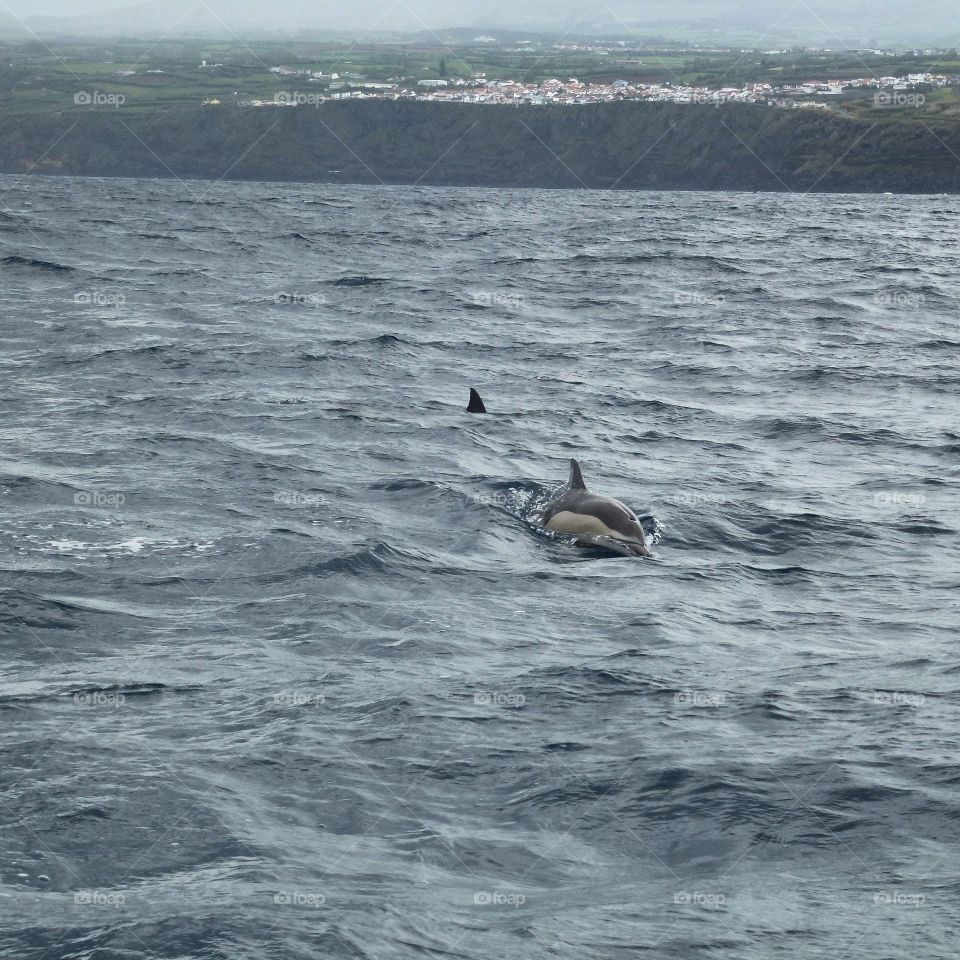 Common dolphins leaping