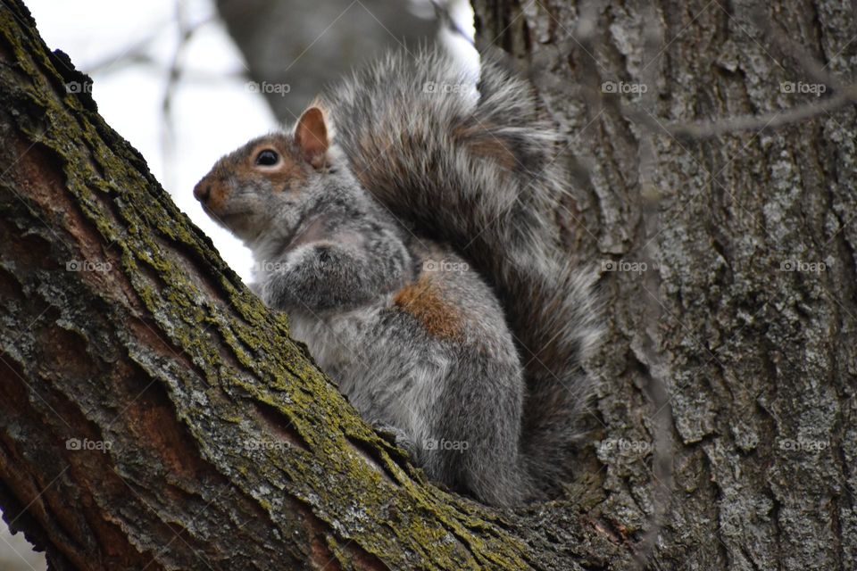 A squirrel relaxing in a tall tree