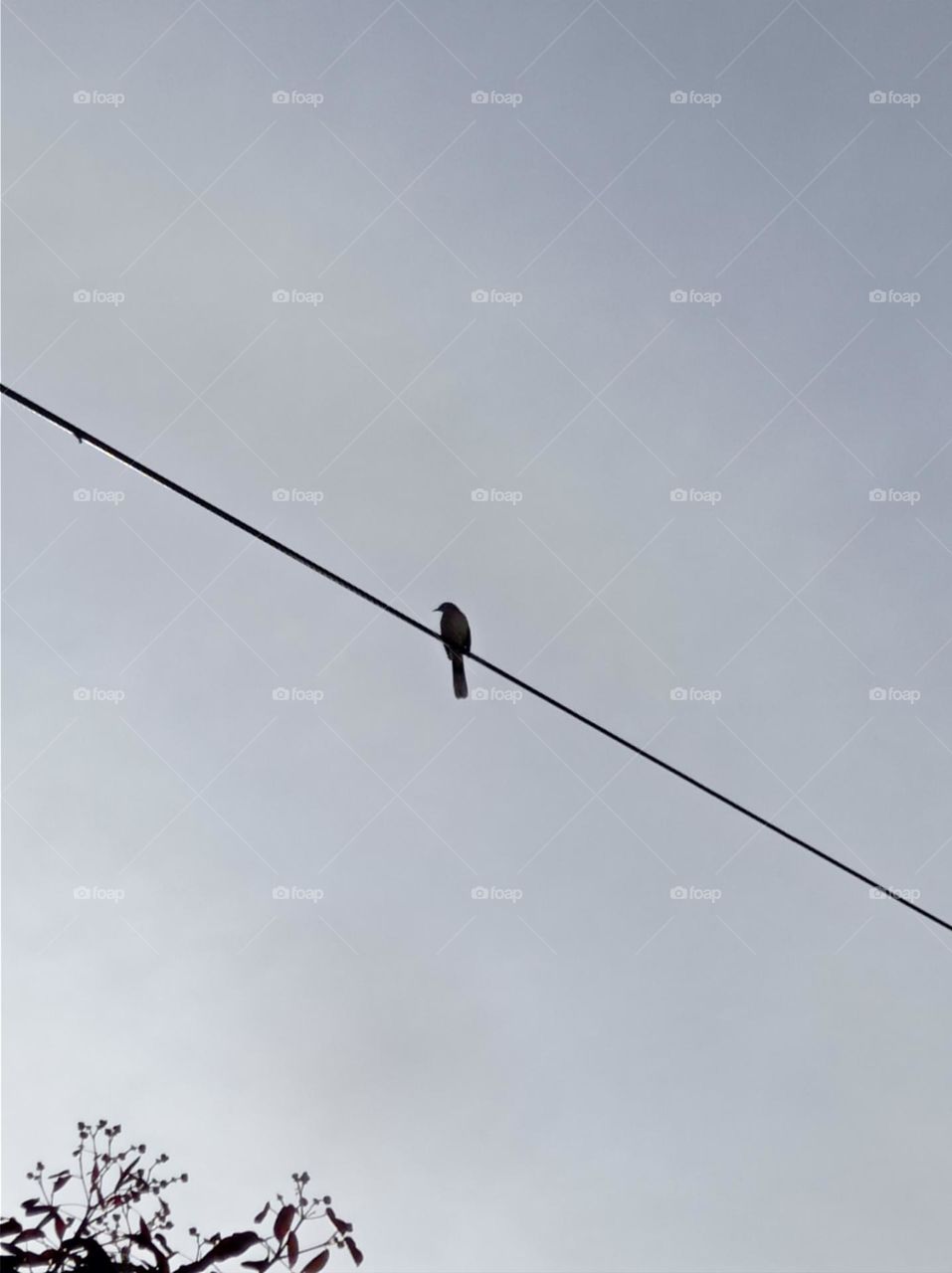 Bird on a line / pajarito en un cable