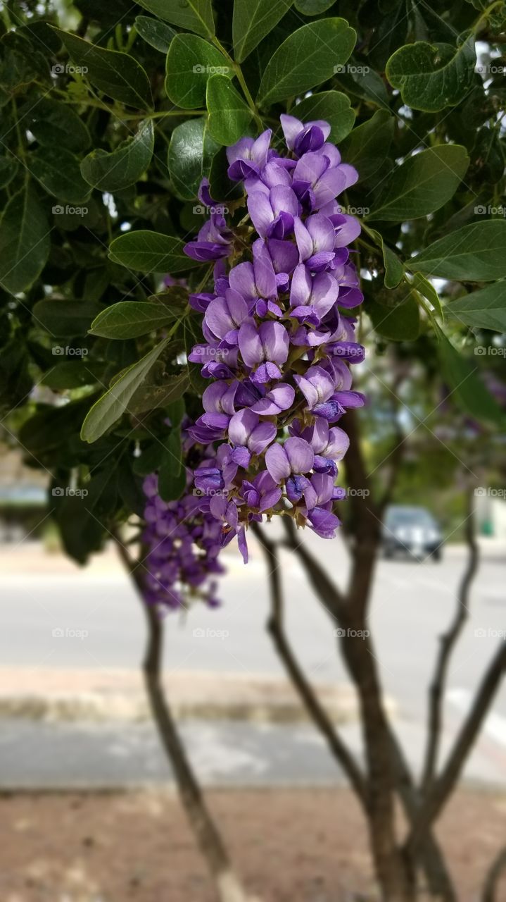 purple mountain laurel