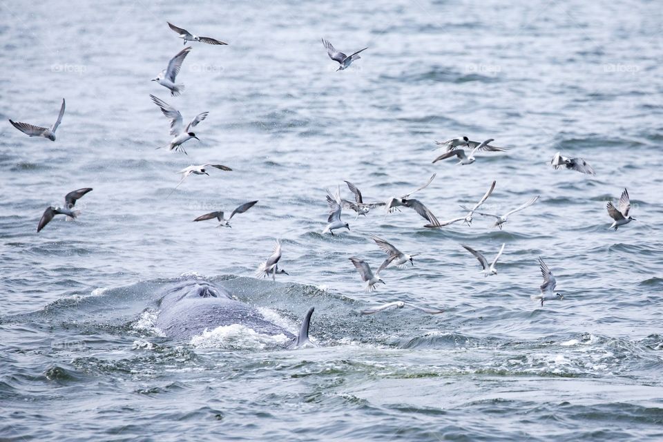 Bird, Water, Sea, Ocean, Wildlife