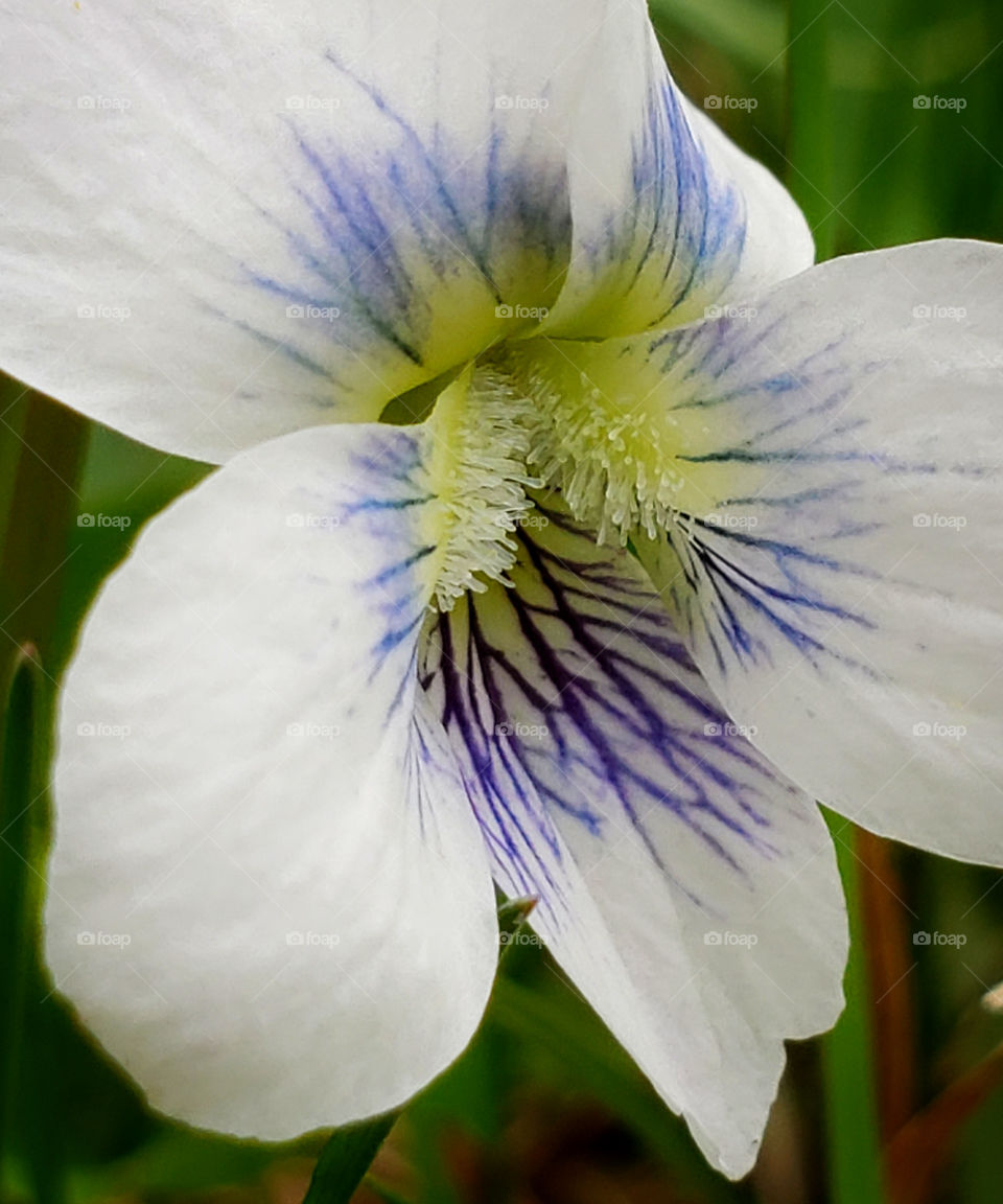 Macro view of pretty white pansy violet flower growing in the backyard