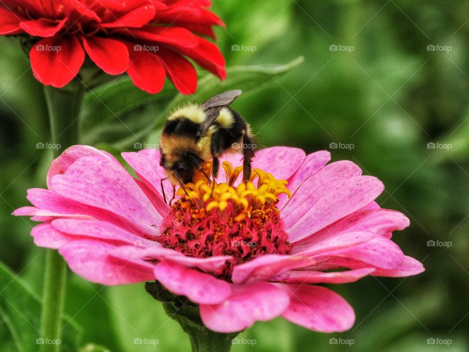 Bumblebee On Flower