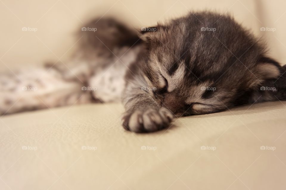 A tabby kitten sleeping at home