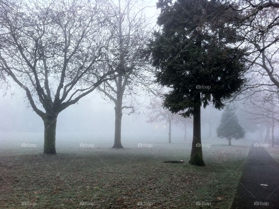 Winter mist in a Vancouver park