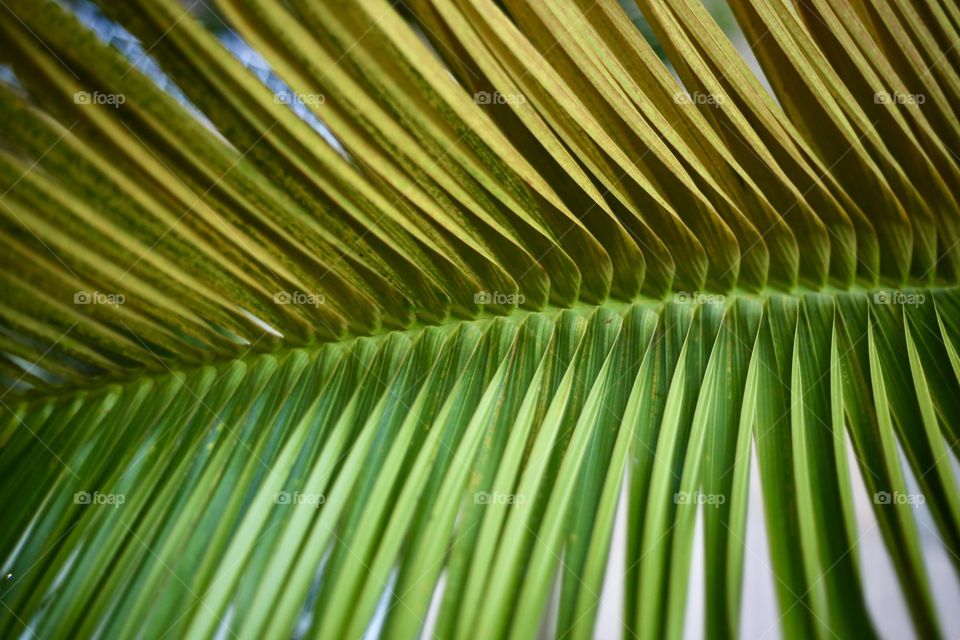 Leaf of Palm 