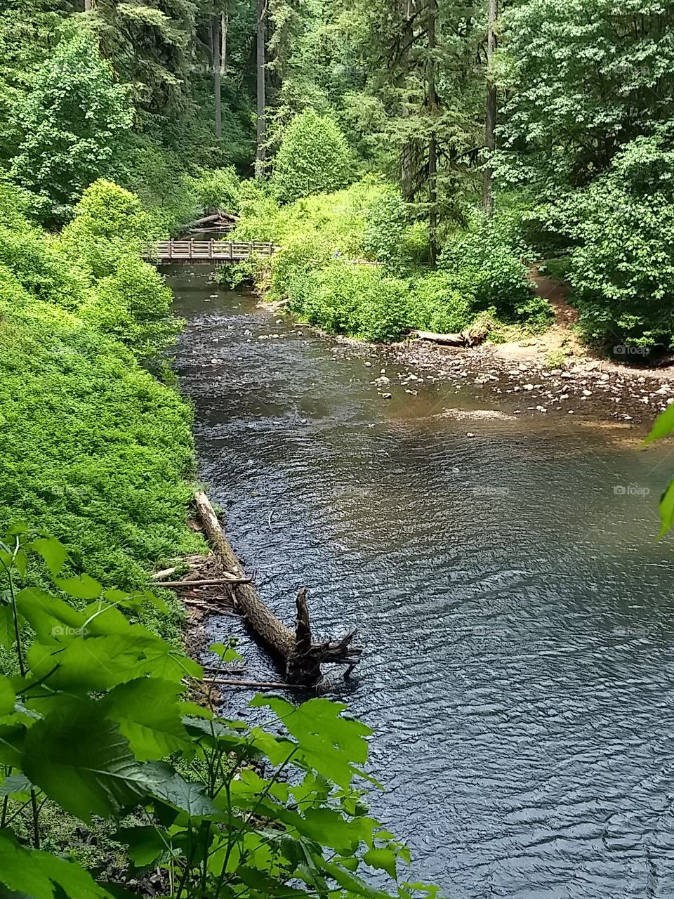 River from Silver falls Oregon
