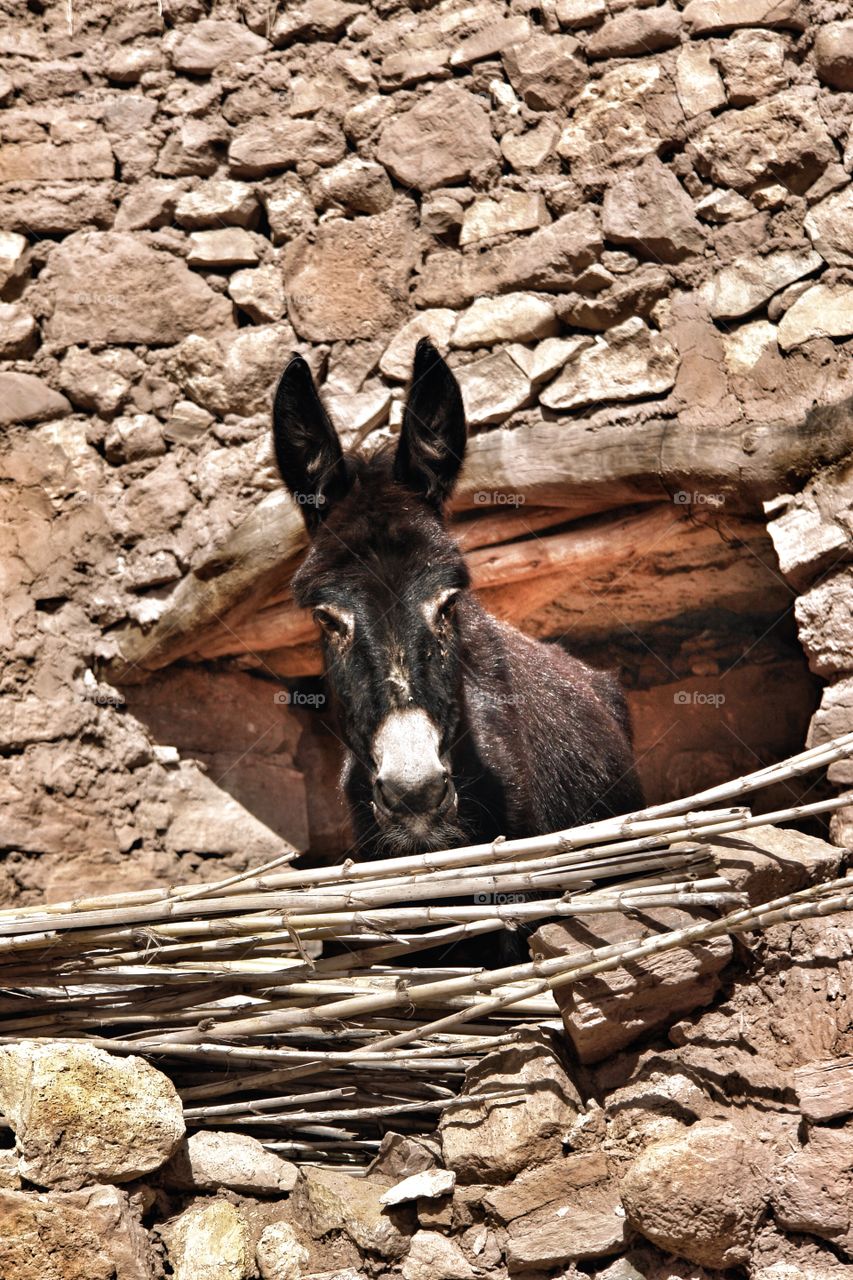 Donkey rests in Rock Stable, Morocco . Donkey rests in Rock Stable, Morocco 