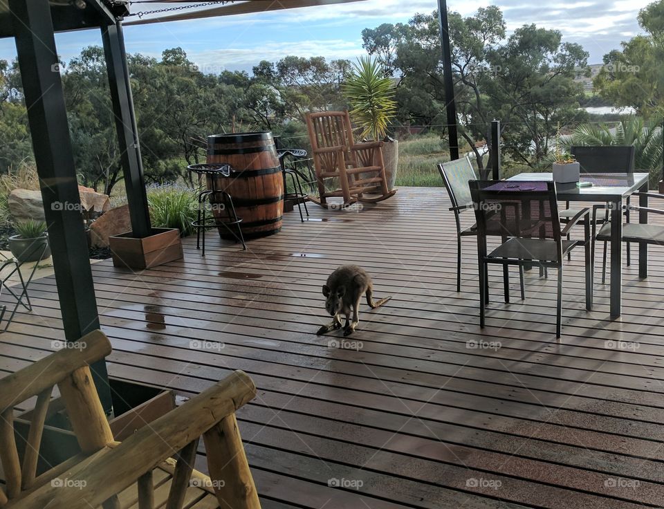 A friendly visitor enjoying my favourite spot at home too