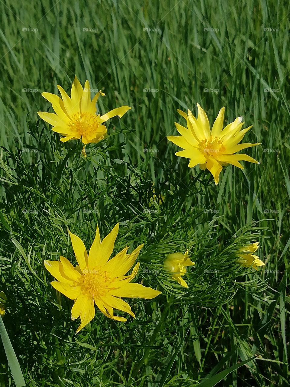 Wildflowers