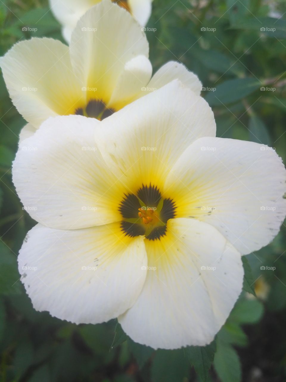 yellow, white flowers