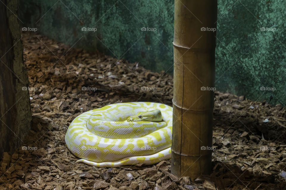 Albino Burmese python wrapped on the ground
