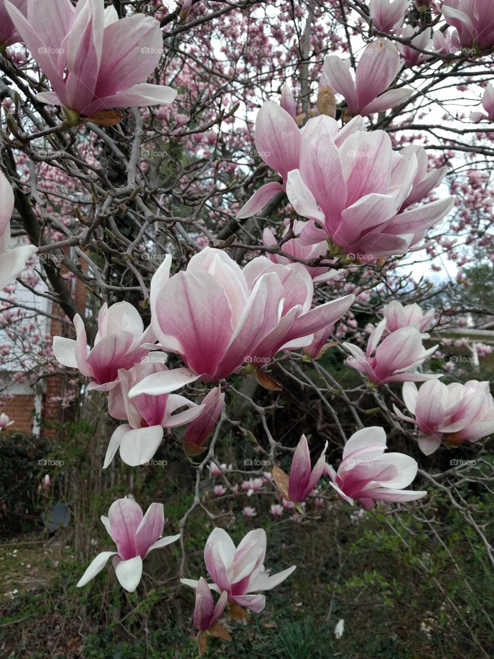 blooming cherry blossoms