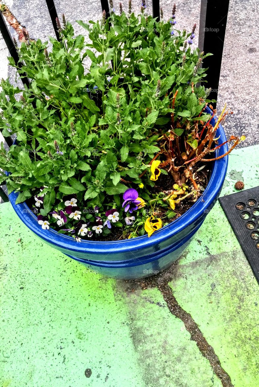 pansies and lavendar in blue pot on patio