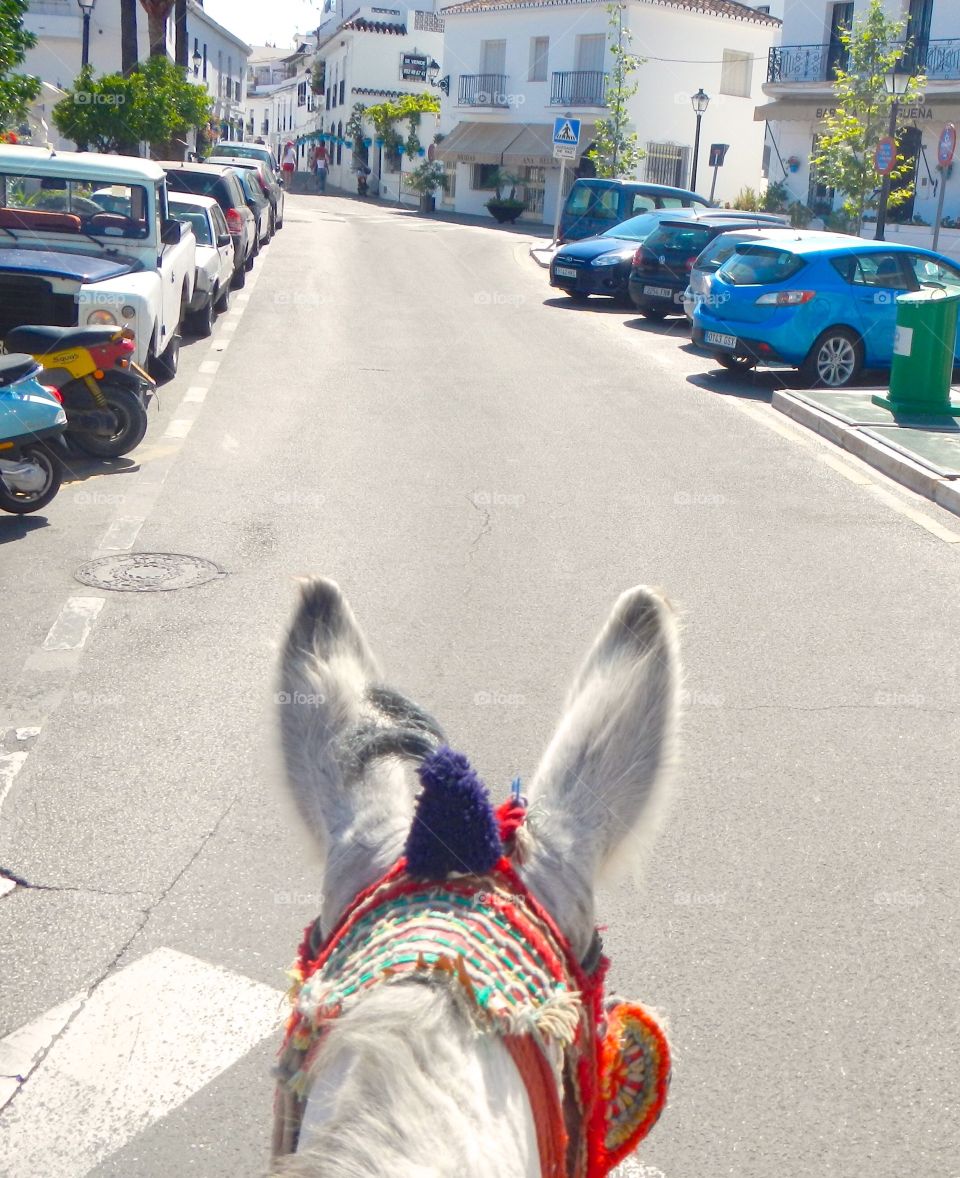Donkey ride 