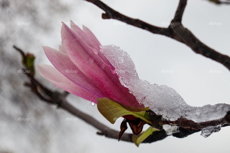 Magnolia flower at the snow