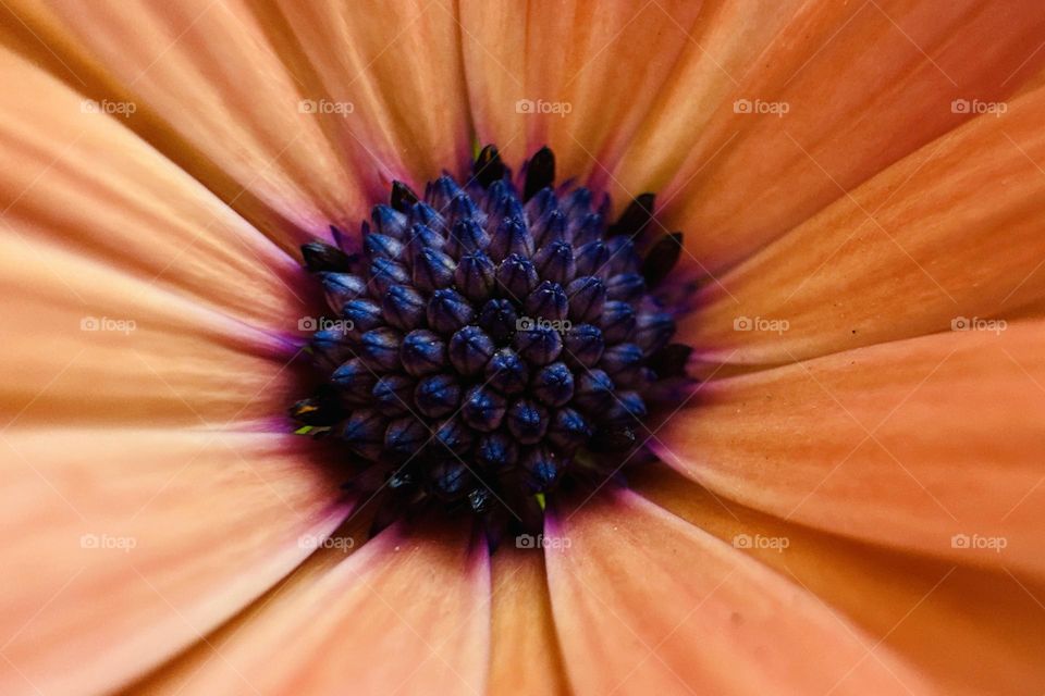 Closeup flower