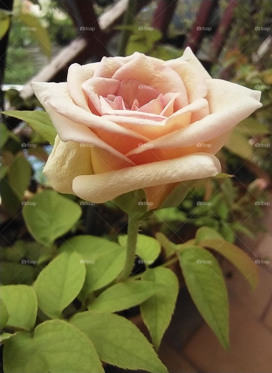 single rose