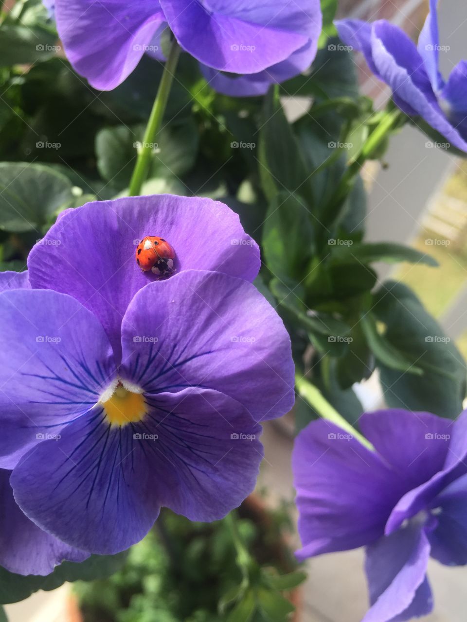 Pretty Lady Bug