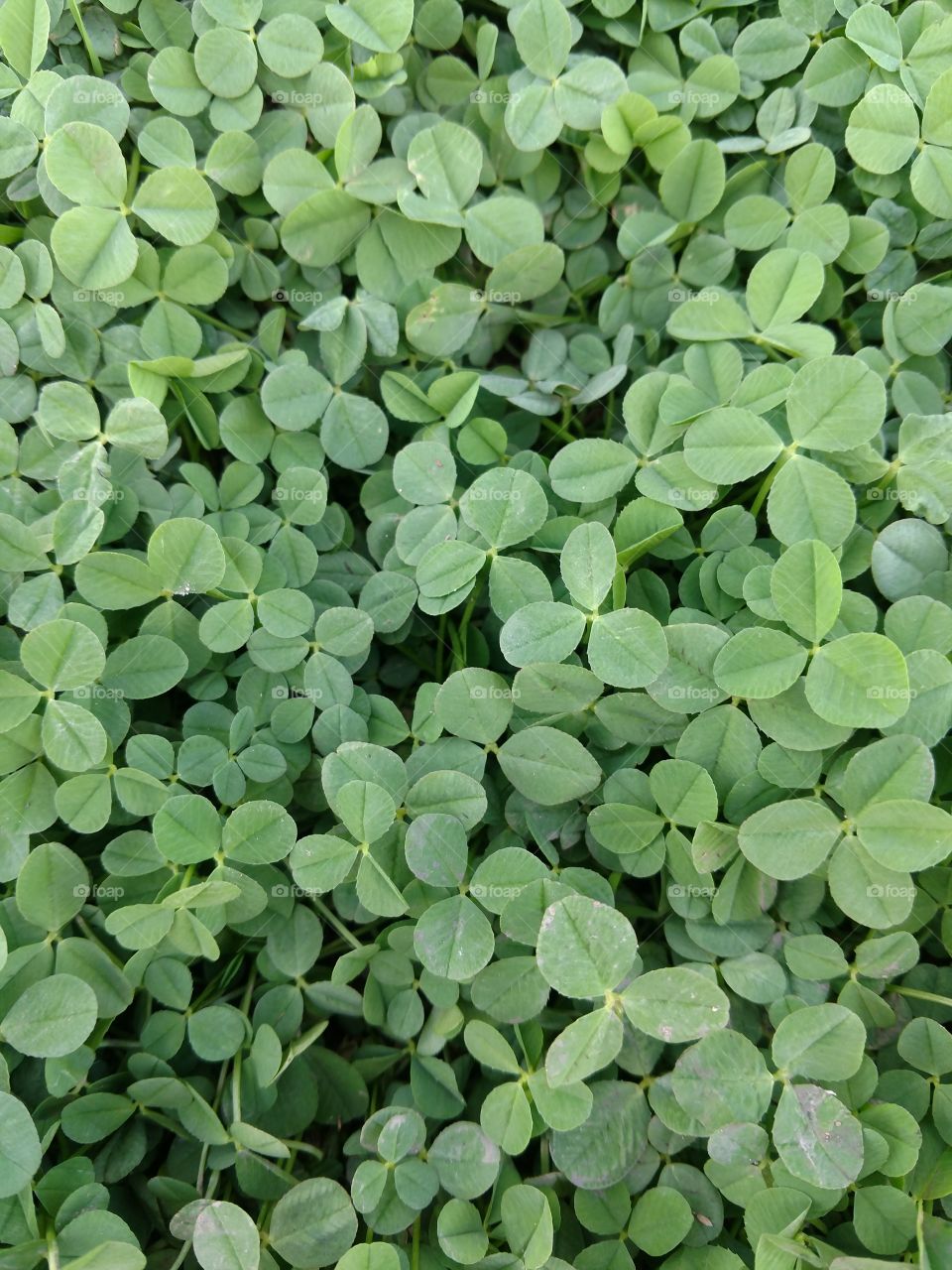 clover