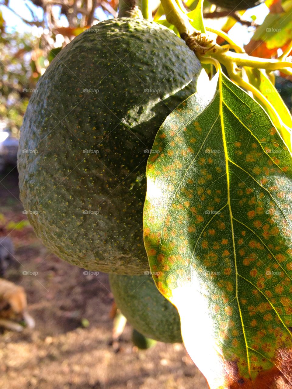 Avocado 