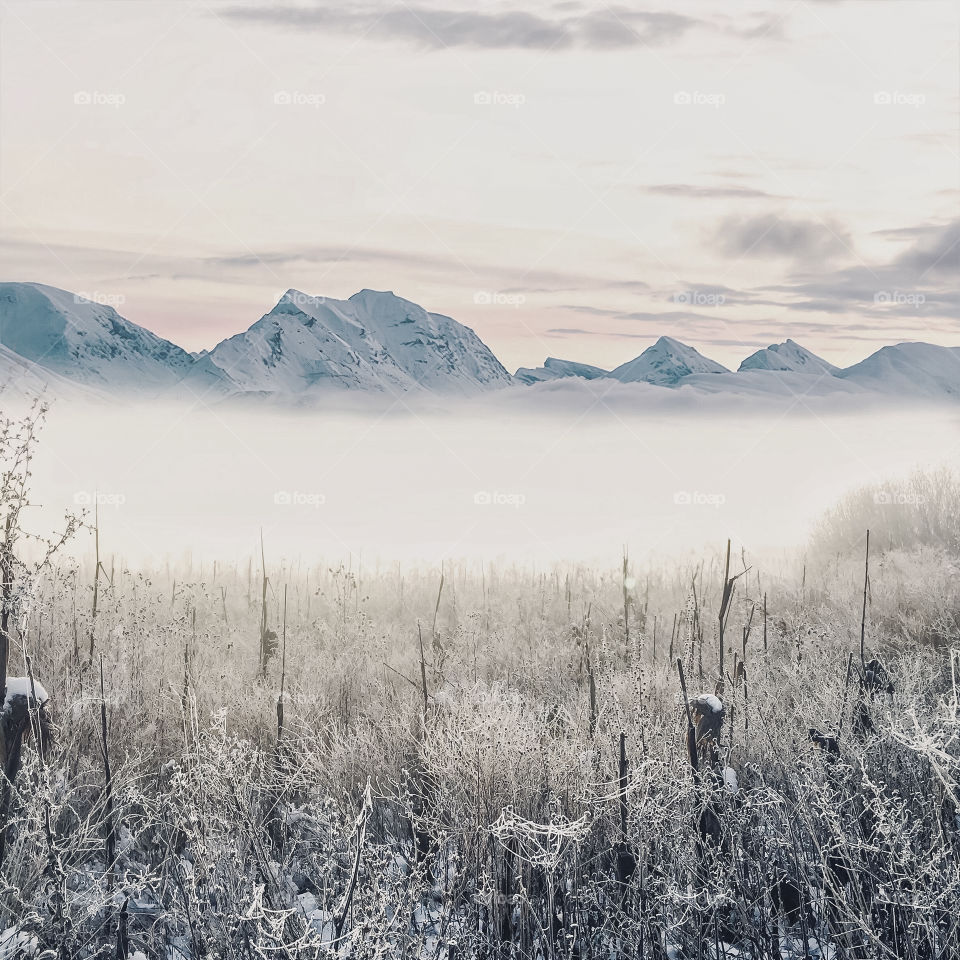 Frosty morning winter