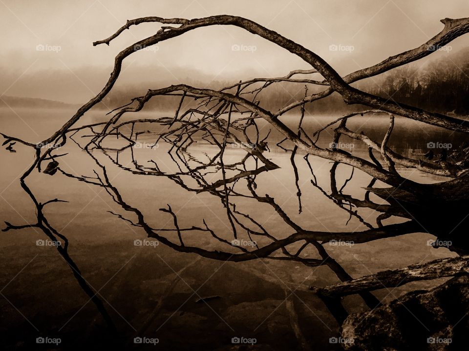 A sepia monochrome of the branches of an old fallen tree reflecting in the calm still water on a foggy morning at Tims Ford State Park in Winchester Tennessee. Resembles a post apocalyptic scene. 