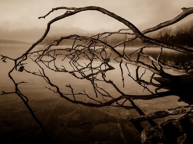 A sepia monochrome of the branches of an old fallen tree reflecting in the calm still water on a foggy morning at Tims Ford State Park in Winchester Tennessee. Resembles a post apocalyptic scene. 
