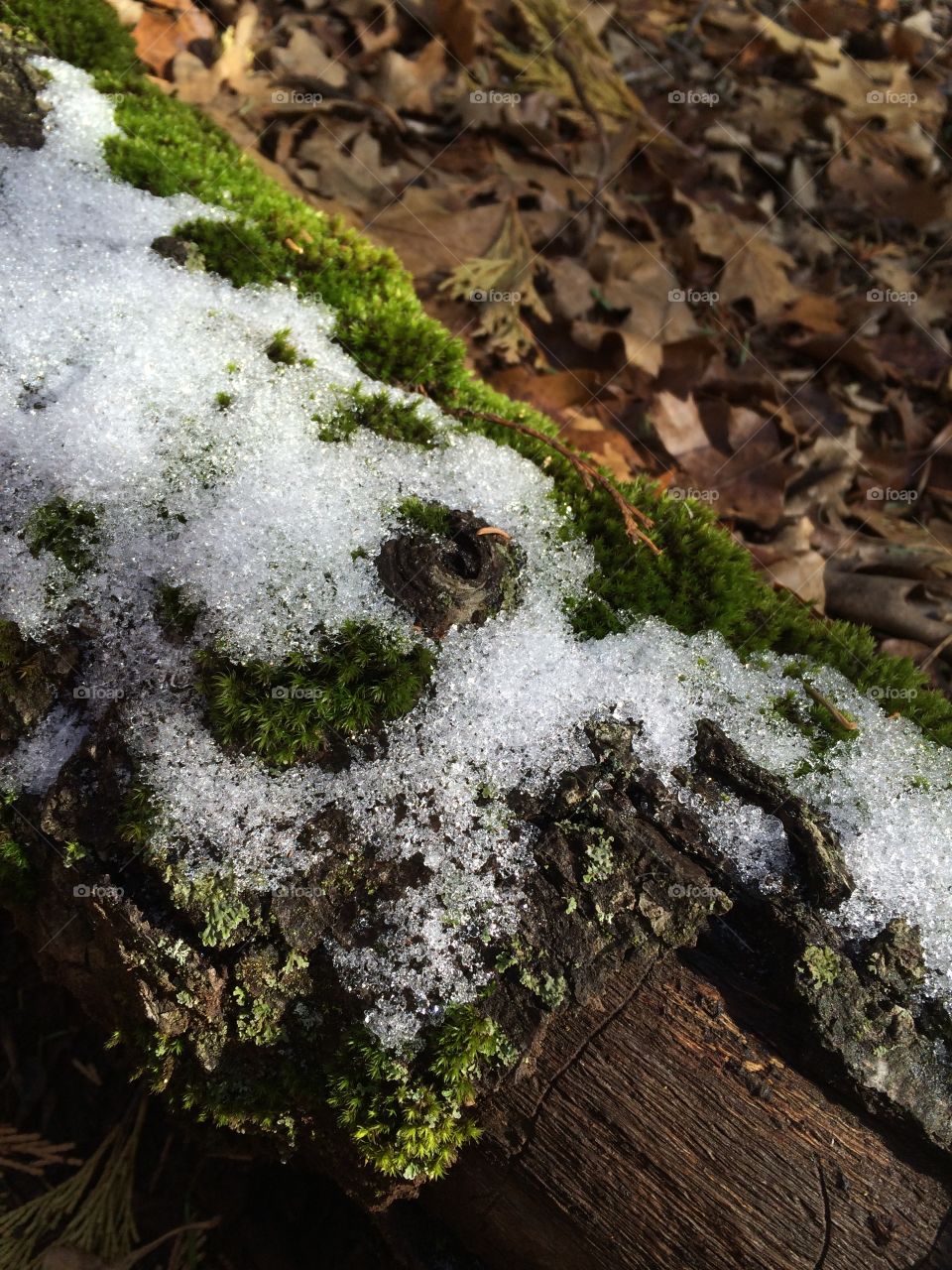 Frost and moss on a log