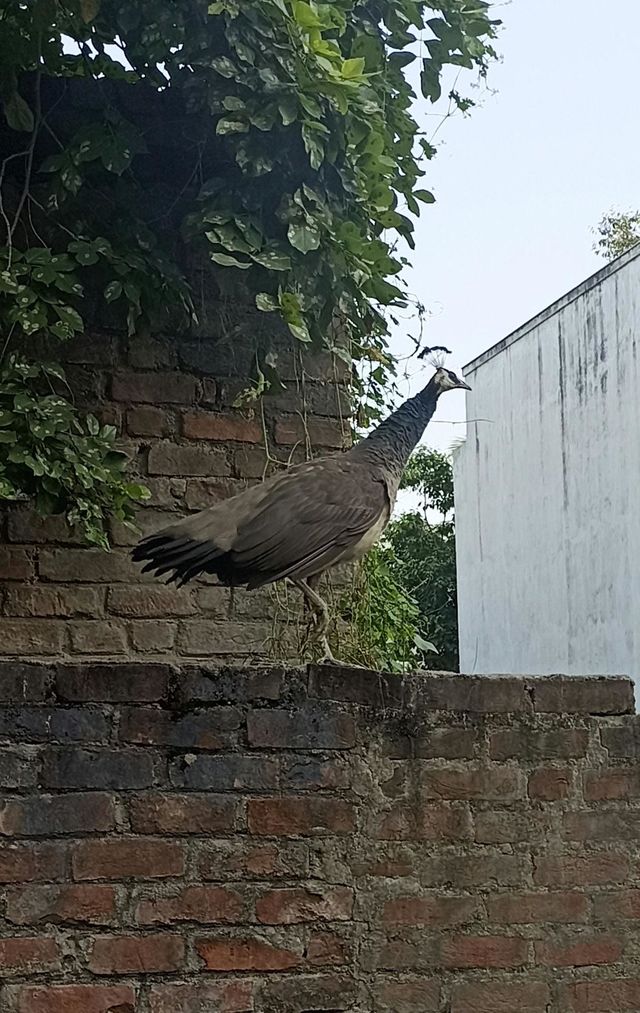 Peafowl