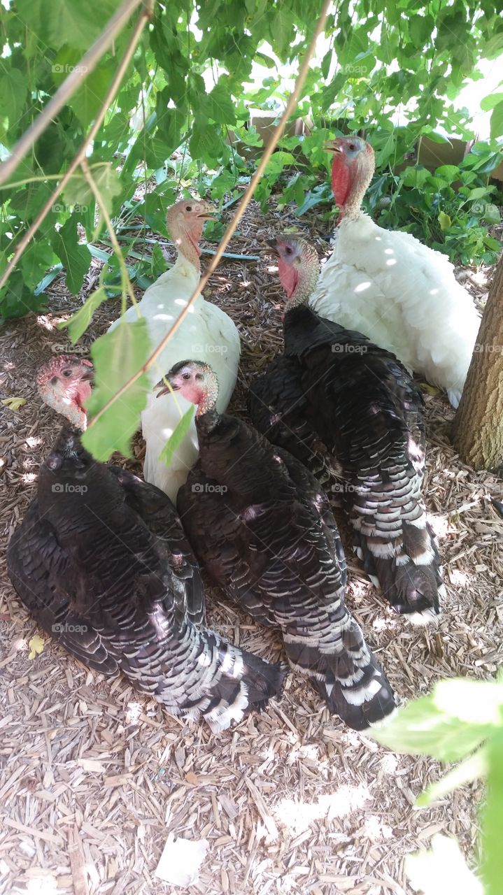 The whites and the bronzes. My turkeys in the shade.  They separated themselves like in the movie Babe!