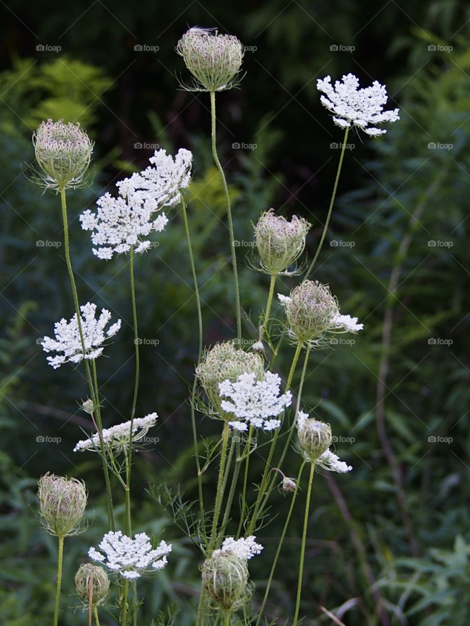 Evening in the meadow
