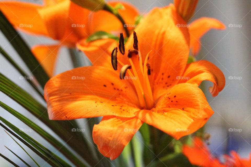 Orange flower